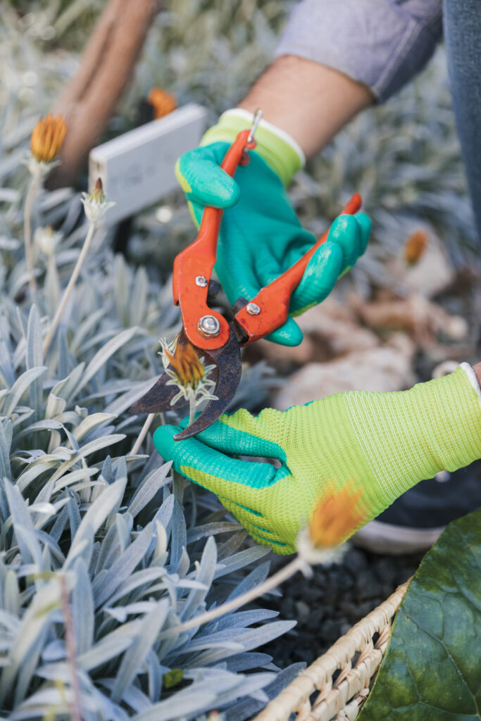 About Us 4 close up male gardener cutting flower with secateurs