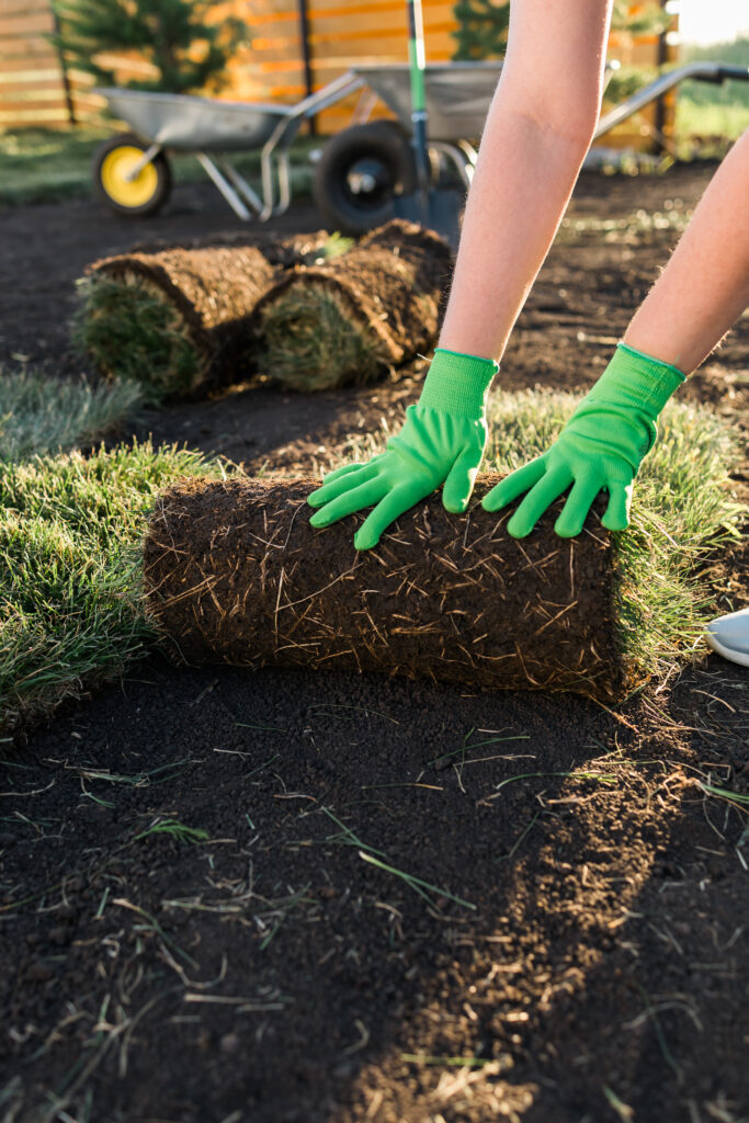 Sod Installation 5 close up woman laying sod new garden lawn turf laying concept