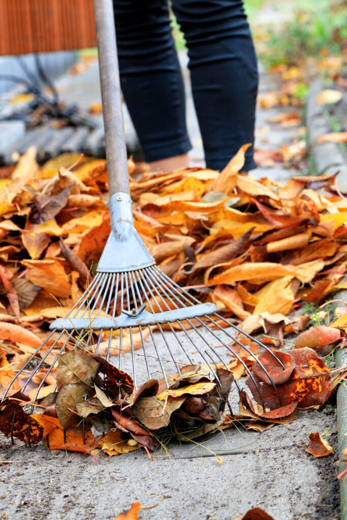 orange fallen leaves garden are raked with metal rake from path shooting point